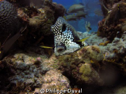 Truck fish taken in the marine park in Puerto morelos. by Philippe Duval 